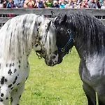 Hochalmbahnen 20w4, Eberesche, Nahe Gondel, Hunde Willkommen Lejlighed